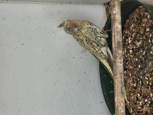 jonge valkparkiet, Dieren en Toebehoren, Vogels | Parkieten en Papegaaien, Parkiet, Geslacht onbekend