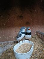 Oranjestuit diamant vinken, Dieren en Toebehoren, Vogels | Overige Vogels, Meerdere dieren, Geringd
