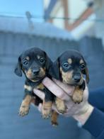 Dwerg teckel pups, 8 tot 15 weken, Korthaar, Dwerg, Parvo