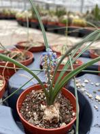 Caudex Albuca Circinata spec nova Herkomst Zuid Afrika, Huis en Inrichting, Kamerplanten, Overige soorten, Ophalen of Verzenden