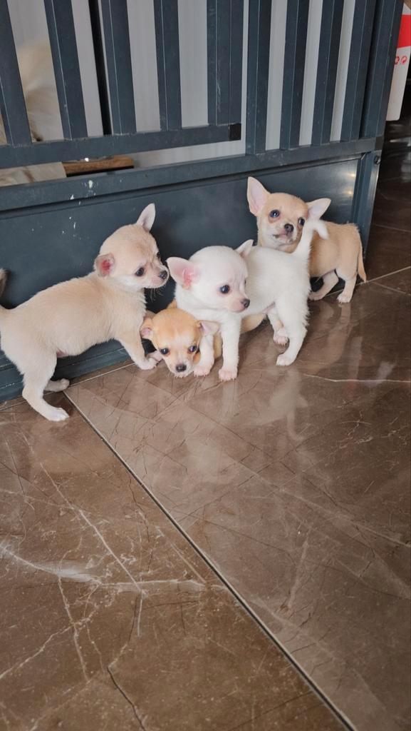  Raszuivere Mini Chihuahua Puppies Te Koop , Dieren en Toebehoren, Honden | Chihuahua's en Gezelschapshonden, Meerdere dieren