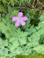 Geranium, Tuin en Terras, Planten | Tuinplanten, Ophalen, Zomer, Overige soorten, Halfschaduw