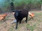 1x bruine ooi Ouessant van febr 2025, Dieren en Toebehoren, Schapen, Geiten en Varkens, Vrouwelijk, Schaap, 0 tot 2 jaar