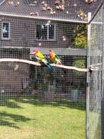 Rosella's, Meerdere dieren, Parkiet