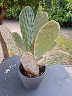 cactus, Ophalen of Verzenden, Zomer, Overige soorten, Volle zon