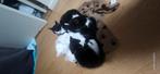Mooie kittens, Dieren en Toebehoren, Katten en Kittens | Overige Katten