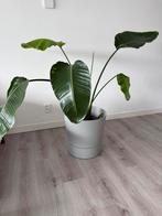 Elho greensense bloempot incluis plant, Ophalen, Halfschaduw, Minder dan 100 cm