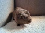 Beertje, Dieren en Toebehoren, Augustus, Mannelijk, Cavia