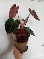 Philodendron el choco incl. Sierpot, Huis en Inrichting, Kamerplanten, Ophalen of Verzenden