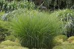 Miscanthus sinensis ‘Gracillimus Nana’ – Prachtriet, Ophalen of Verzenden, Voorjaar, Volle zon, Zaad