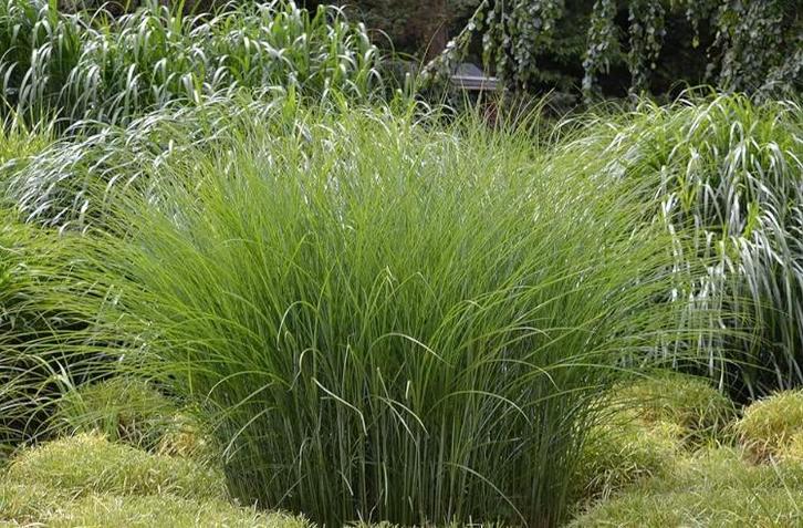Miscanthus sinensis ‘Gracillimus Nana’ – Prachtriet, Tuin en Terras, Bloembollen en Zaden, Zaad, Voorjaar, Volle zon, Ophalen of Verzenden