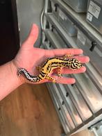 0.1 tangerine bandit luipaardgekko, Dieren en Toebehoren, Reptielen en Amfibieën, Hagedis, 0 tot 2 jaar
