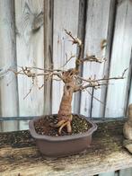 Witte Moerbei (Morus Alba) Bonsai, Ophalen