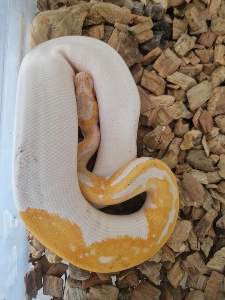 Te koop zeer mooi koningspythons Ball Python - unknown for sale from exotic joe