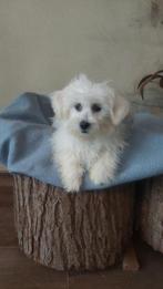 Maltezer pups   ( laatste pupje teefje ), Parvo, Maltezer, Nederland, 15 weken tot 1 jaar