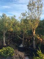 Olea Europaea olijfplanten / bomen, Ophalen, Volle zon