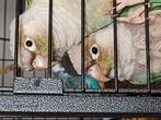 Dwergpapagaaitjes, Dieren en Toebehoren, Vogels | Parkieten en Papegaaien, Mannelijk, Parkiet