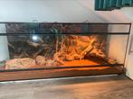 Baardagaam met terrarium en extra spullen, Dieren en Toebehoren, Reptielen en Amfibieën | Toebehoren, Ophalen of Verzenden, Zo goed als nieuw