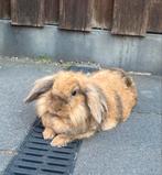 Een nieuw huisje voor 2 konijnen, Dieren en Toebehoren, Konijnen, Meerdere dieren, Middelgroot, Hangoor, 0 tot 2 jaar