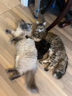 Kittens, Dieren en Toebehoren, Meerdere dieren