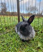 Takana zoekt een huisje! (Gevaccineerd), Dieren en Toebehoren, Konijnen, Vrouwelijk, Klein, 0 tot 2 jaar