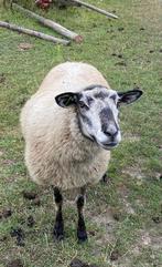 Met spoed weg ! schaap zoekt huisje, Vrouwelijk, Schaap