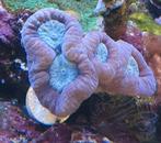 CAULUSTREA BICOLOR, Overige typen