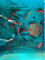 100+ goudvissen, sluierstaarten, Goudvis(sen)