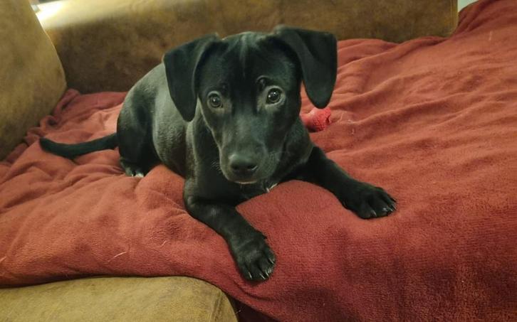 Bella zoekt een huisje, Dieren en Toebehoren, Honden | Niet-rashonden, Middel, Teef, Particulier, Eén hond, Nederland, 15 weken tot 1 jaar