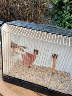 Te koop rode kardinaal pop, Dieren en Toebehoren, Vogels | Overige Vogels, Vrouwelijk