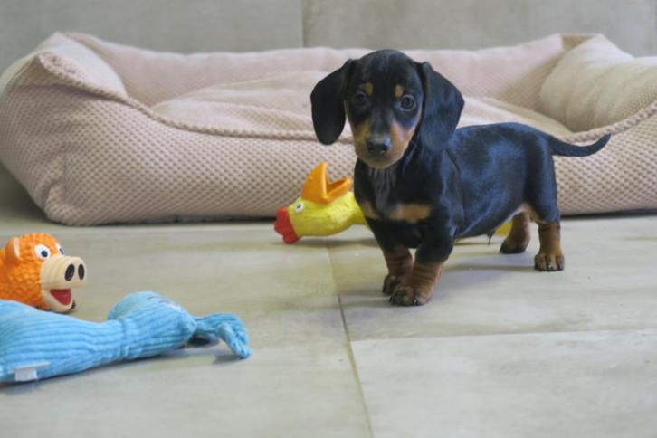 Prachtige Korthaar dwerg Teckel pups, Dieren en Toebehoren, Honden | Teckels en Dashonden, Reu, Korthaar, Dwerg, Fokker | Professioneel