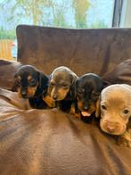 Dwerg teckel pups, Dieren en Toebehoren, Rabiës (hondsdolheid), 8 tot 15 weken, Korthaar, Dwerg