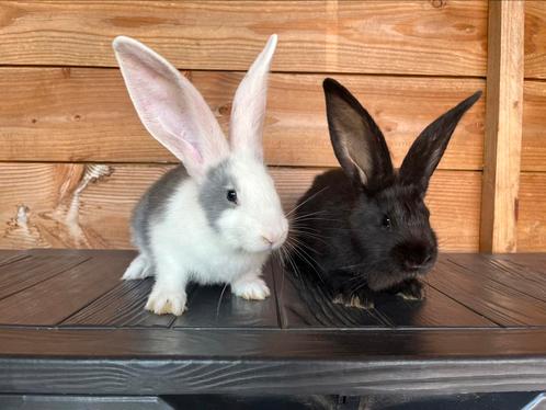 Jonge duitse reuzen, Dieren en Toebehoren, Konijnen, Groot, Mannelijk