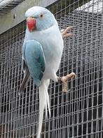 Koppel blauw opaline witkopwitstaart  halsband parkieten, Meerdere dieren, Parkiet, Geringd