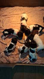 Friese Stabij pups, Rabiës (hondsdolheid), 8 tot 15 weken, Meerdere, Meerdere dieren