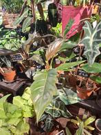 Philodendron Choco Empress, Overige soorten, In pot, Minder dan 100 cm, Groene kamerplant