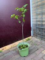 Hibiscus in pot - snoeibaar & rijkbloeiend, Tuin en Terras, Planten | Struiken en Hagen, Ophalen, Overige soorten, Minder dan 100 cm