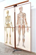 Set schoolplaten anatomie menselijk lichaam Barge jaren 30, Verzenden, Natuur en Biologie