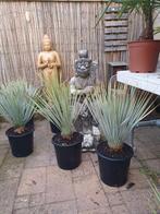 yucca rostrata, Ophalen, Zomer, Overige soorten, Volle zon