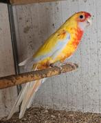 Pennant man, Dieren en Toebehoren, Vogels | Parkieten en Papegaaien