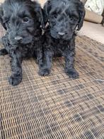 Prachtige australian Labradoodle pups medium, Overige rassen, CDV (hondenziekte), 8 tot 15 weken, Meerdere