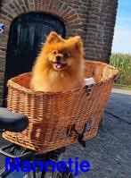 Pomeriaan pups, Keeshond, 8 tot 15 weken, Teef, Meerdere