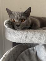 100% Raszuivere Britse Korthaar kater, Kater, Gechipt, 0 tot 2 jaar