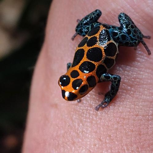 Prachtige grote Ranitomeya imitator 'Chazuta', Dieren en Toebehoren, Reptielen en Amfibieën, Amfibie