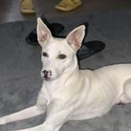AIN: Max, Rabiës (hondsdolheid), 15 weken tot 1 jaar, Buitenland, Eén hond