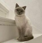 Britse korthaar, Dieren en Toebehoren, Katten en Kittens | Dekkaters