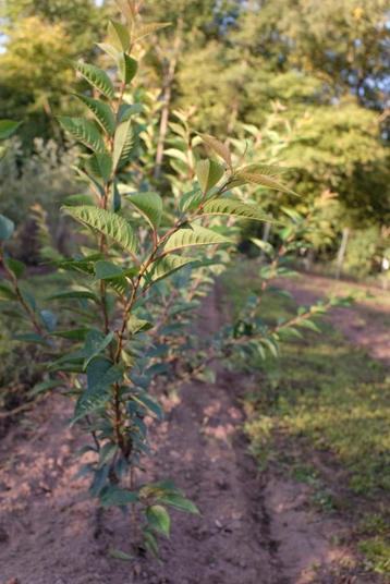 Zelkova serrata / Japanse schijniep beschikbaar voor biedingen