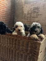 Labradoodle, Dieren en Toebehoren, Honden | Retrievers, Spaniëls en Waterhonden, 15 weken tot 1 jaar, Overige rassen, Meerdere