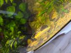 Appelslak, Dieren en Toebehoren, Vissen | Aquariumvissen, Slak of Weekdier