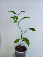Sinaasappelplant B, Ophalen, Fruitplant, Halfschaduw, In pot